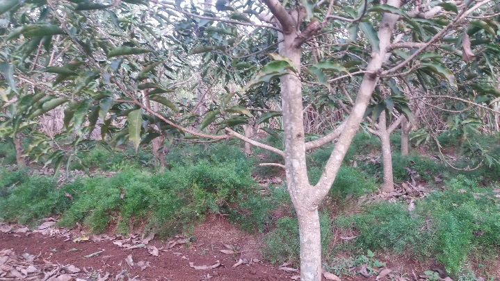 Michelia Champaca Tree